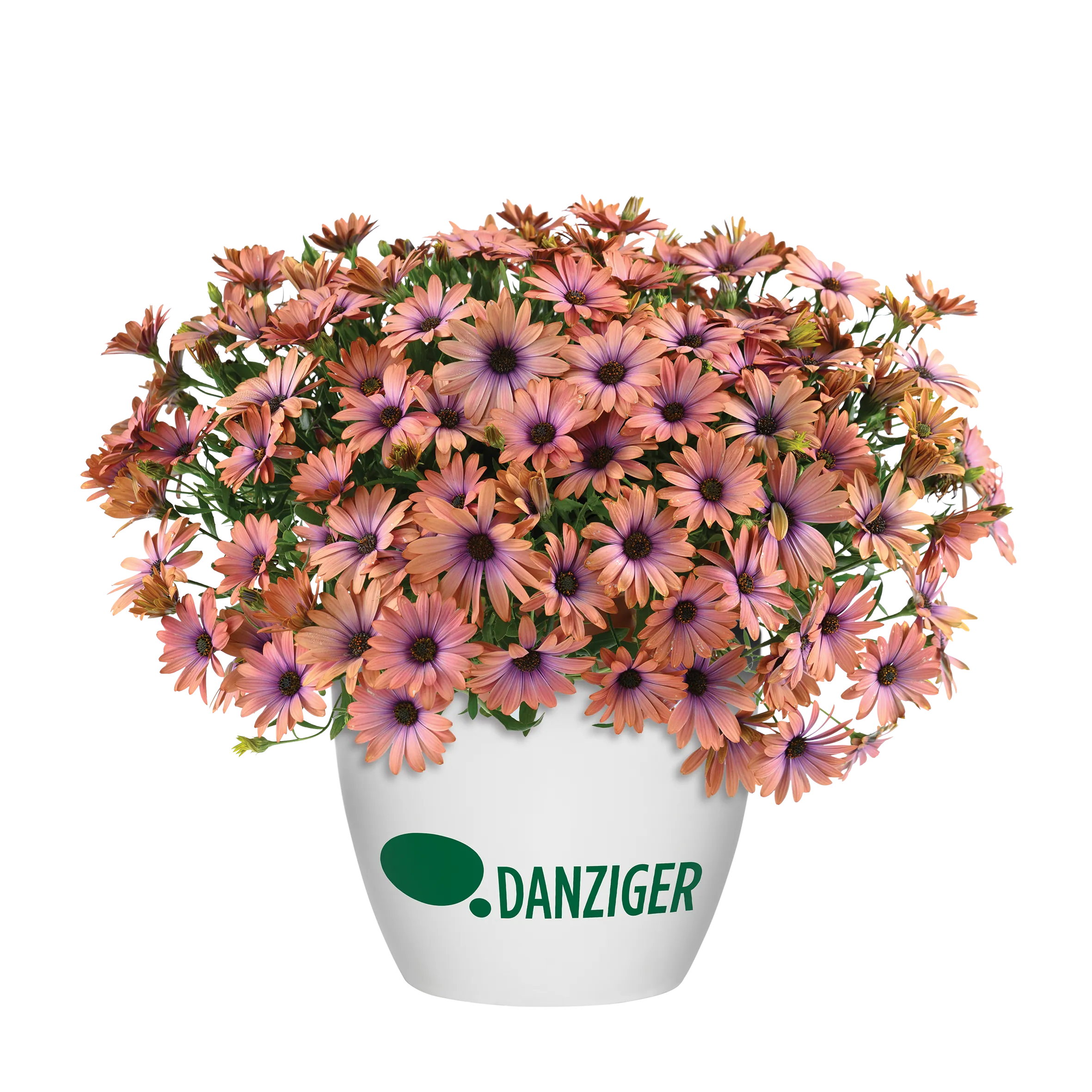 テディとスイカ&紫陽花のフォーチューンリース OSTICADE™ Aurora - Danziger