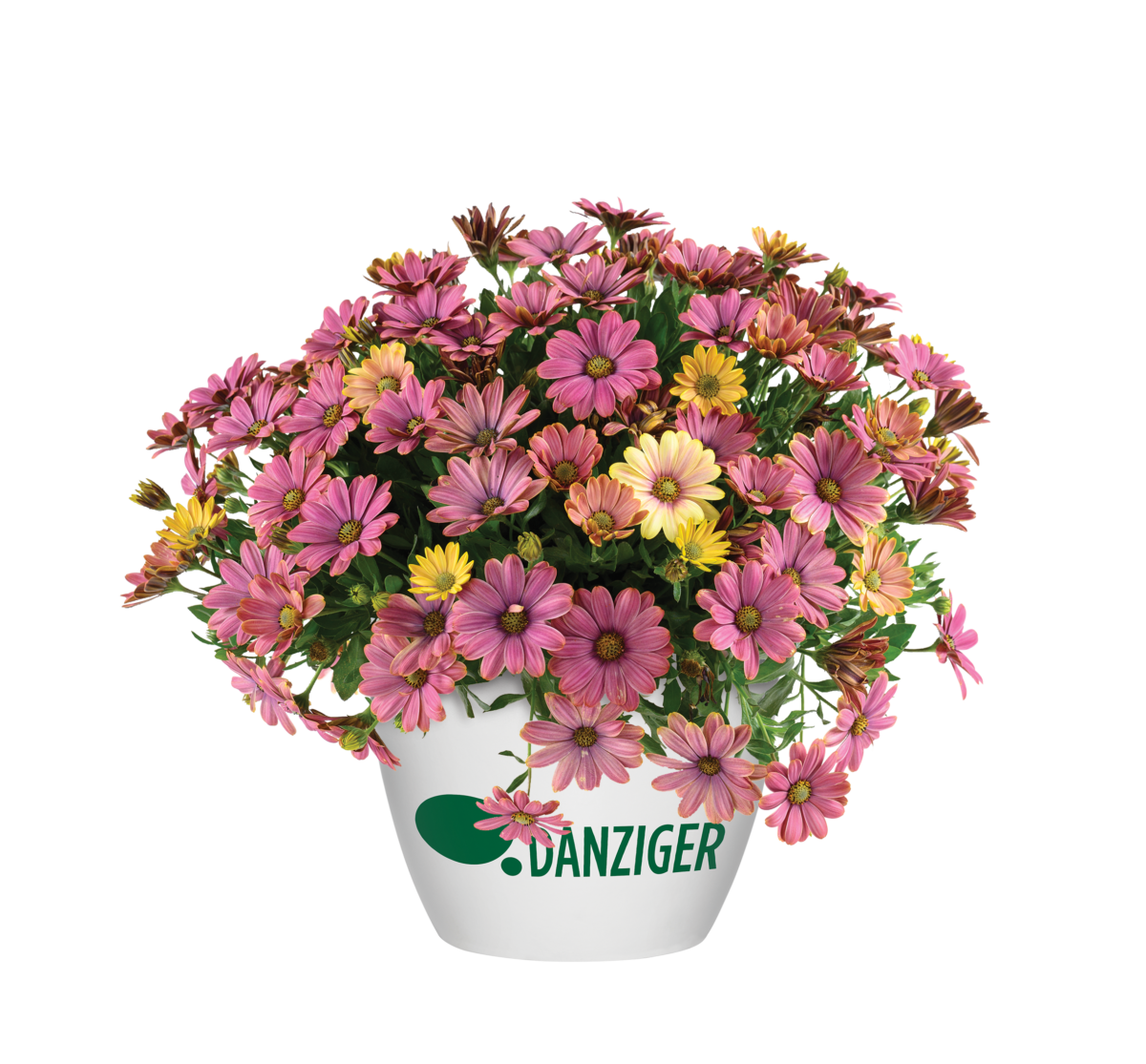 OSTICADE™ Twilight Moon - Danziger