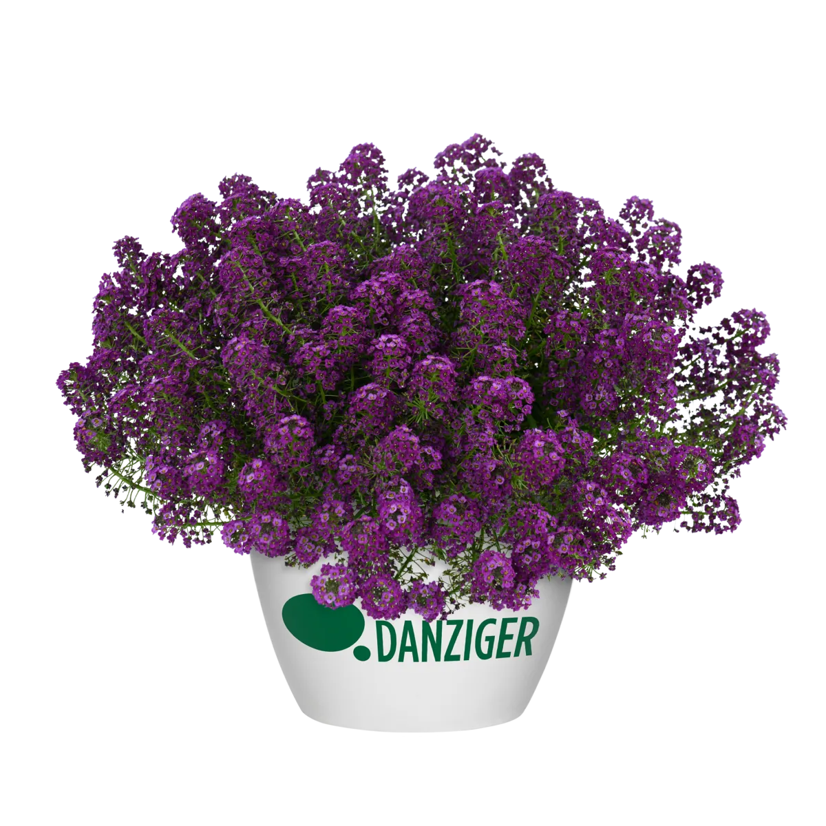 STREAM™ Compact Purple