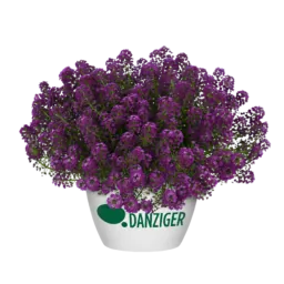 STREAM™ Compact Purple