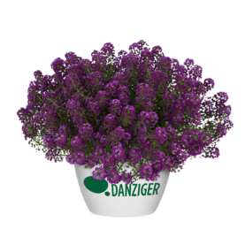 STREAM™ Compact Purple