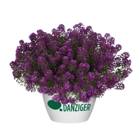 STREAM™ Compact Purple
