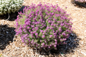 STREAM™ Compact Purple