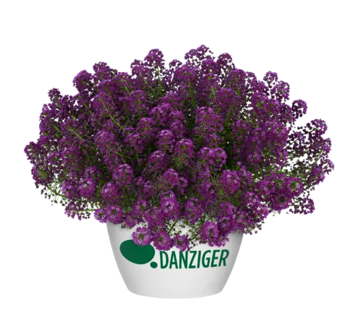 STREAM™ Compact Purple