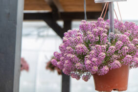 STREAM™ Compact Rose