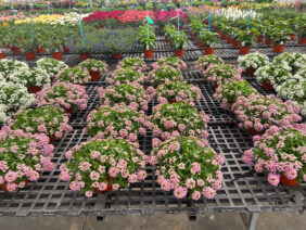 STREAM™ Compact Rose