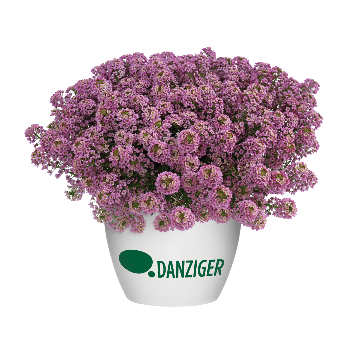 Osticade™ Purple - Danziger