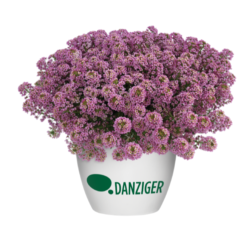 STREAM™ Compact Rose