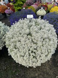 STREAM™ Compact White