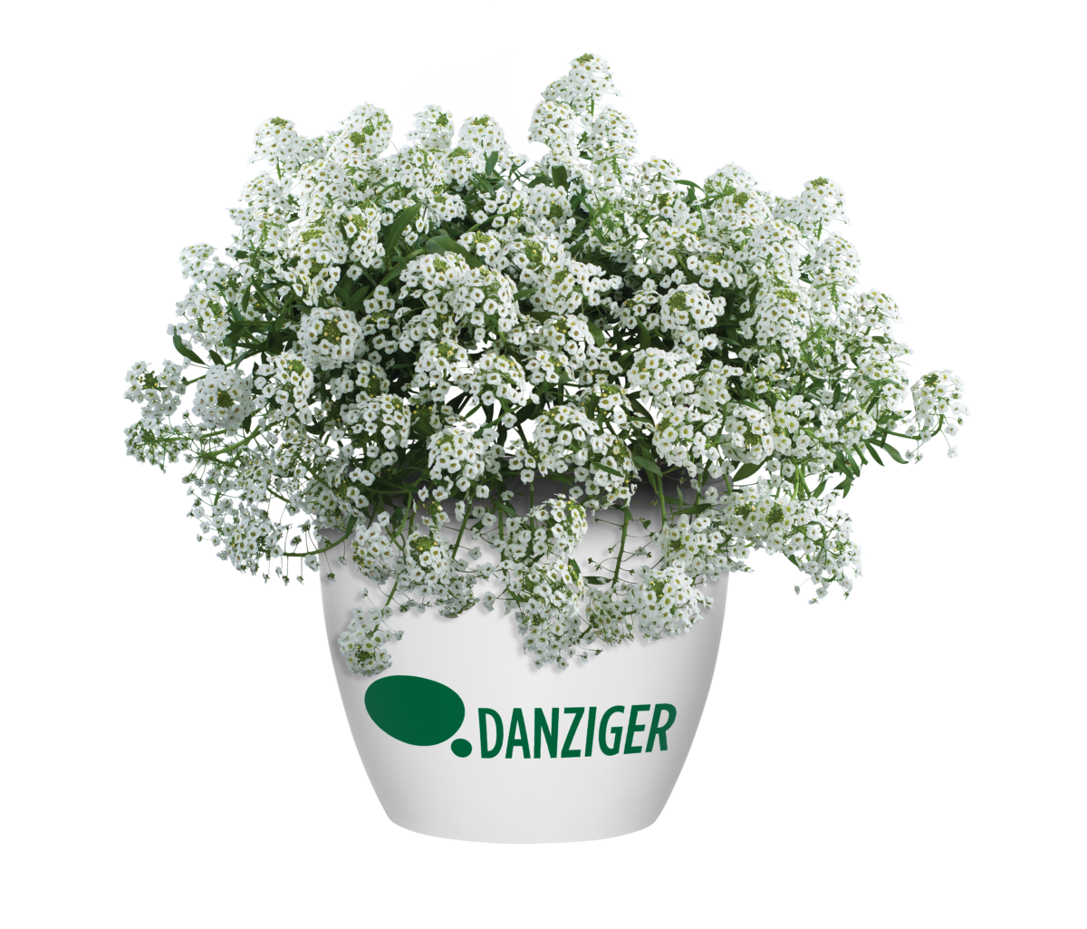 Ostica™ Midnight - Danziger