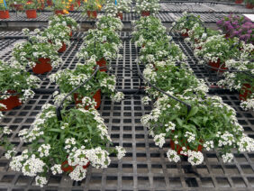 STREAM™ Compact White