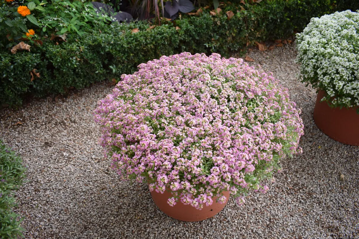 STREAM™ Compact Rose