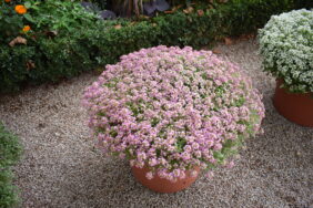 STREAM™ Compact Rose