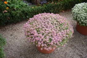 STREAM™ Compact Rose