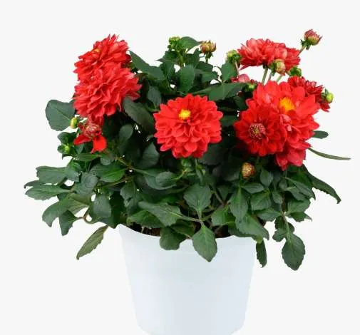 DARLIN’™ Perfect Red
