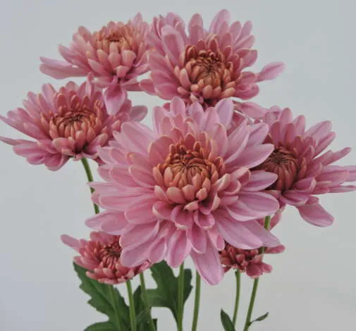 ALMENDRA PINK