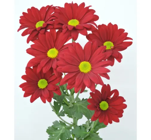 AMOR™ IMPERIAL