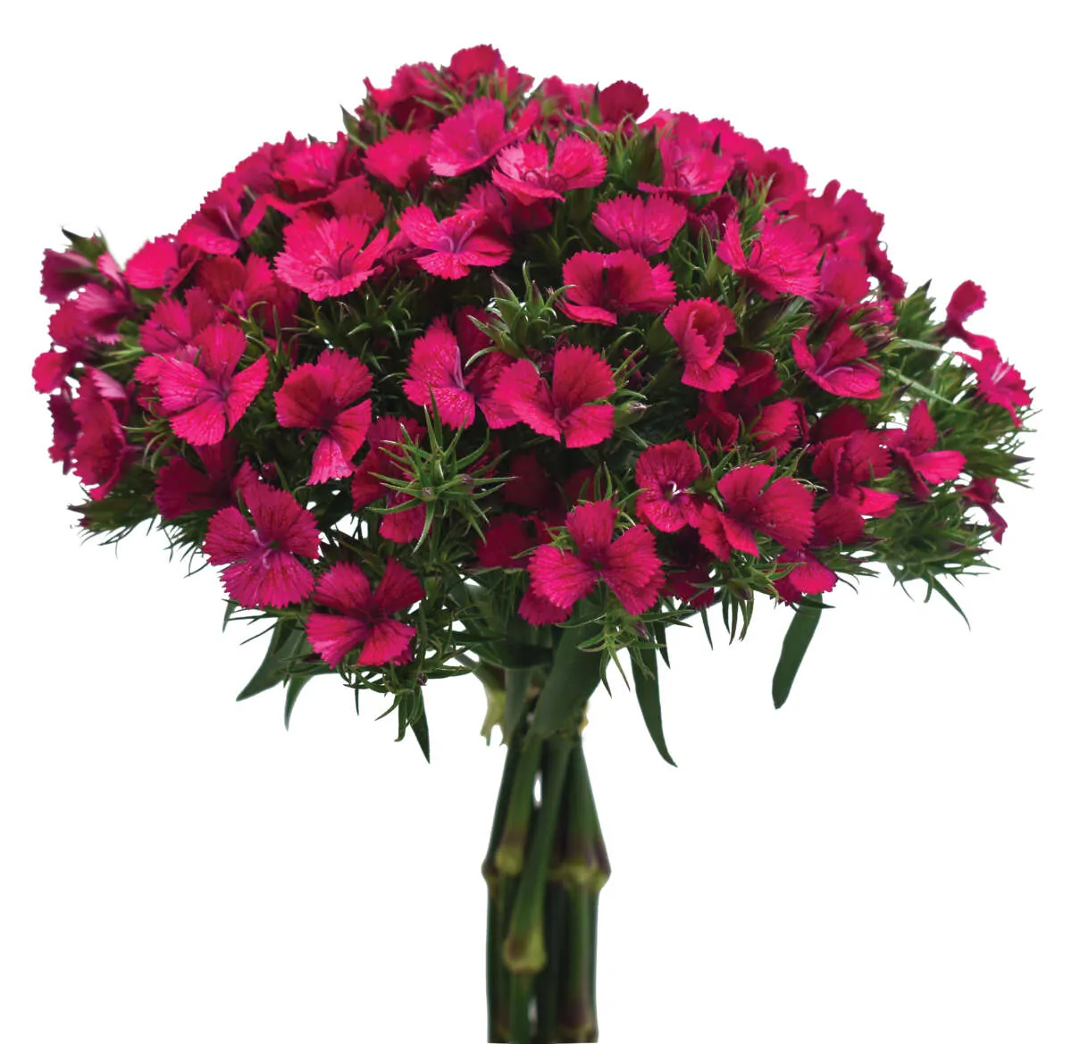 Gloss™ Neon