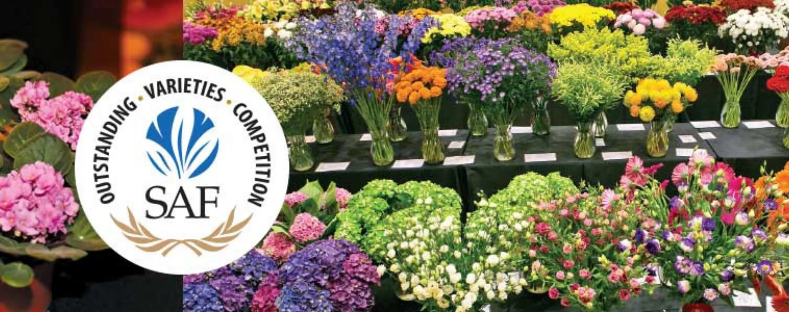 תמונה מתוך "Danziger presented ‘A NEW LOOK OF GYPSOPHILA’ with its MILLION DAISY™ variety, at SAF’s Outstanding Varieties Competition and won the Red