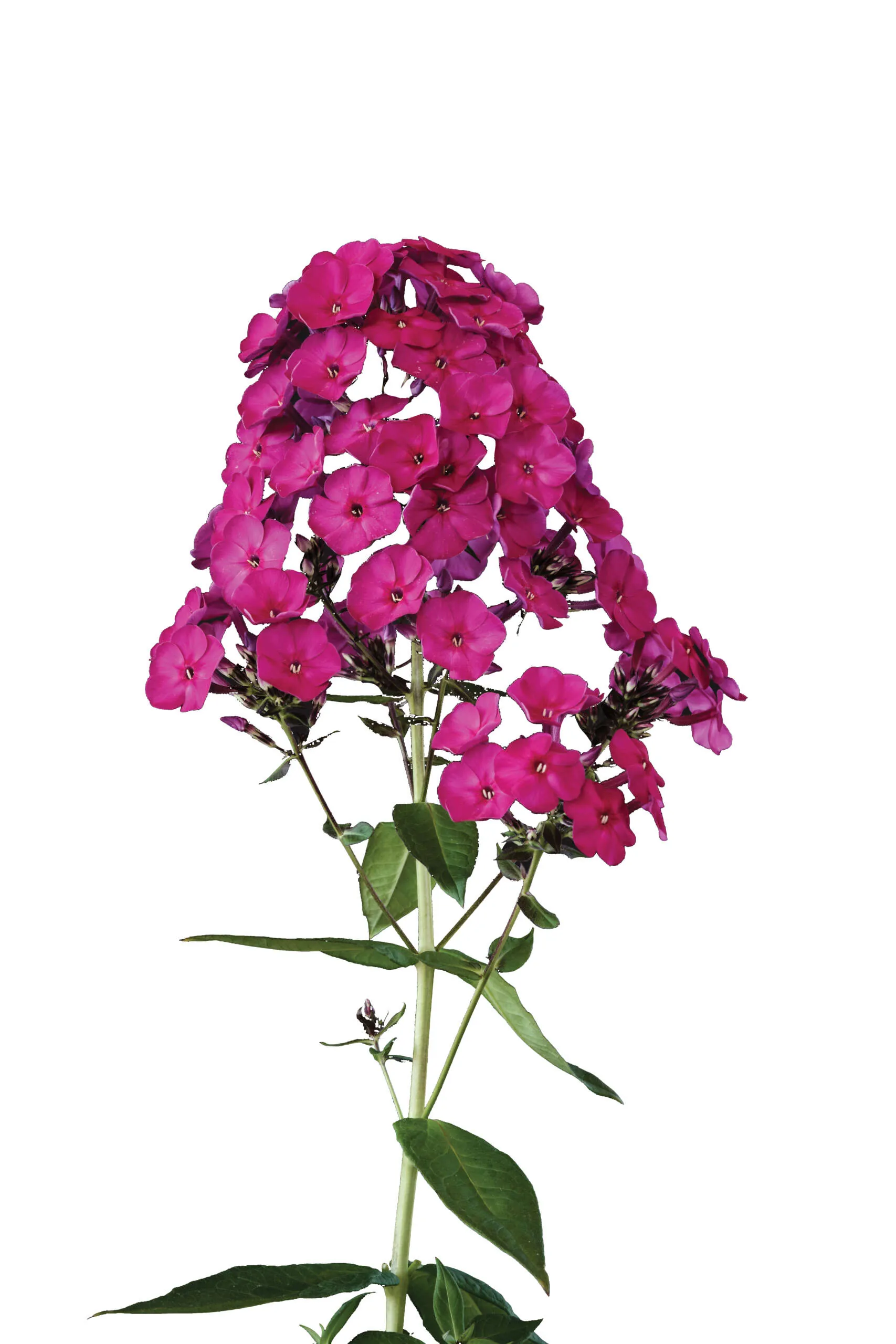Magical® PassionZ - Danziger