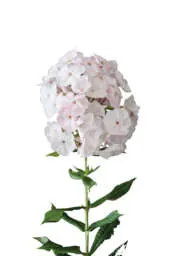 Magical® Pink TendernesZ