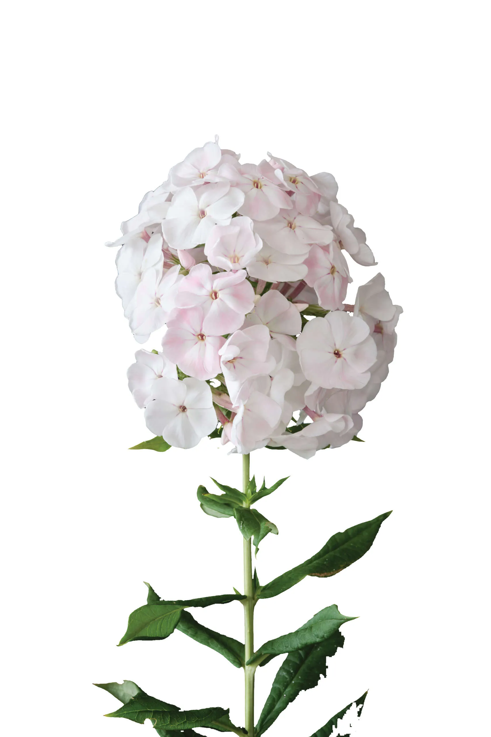Magical® Pink TendernesZ - Danziger