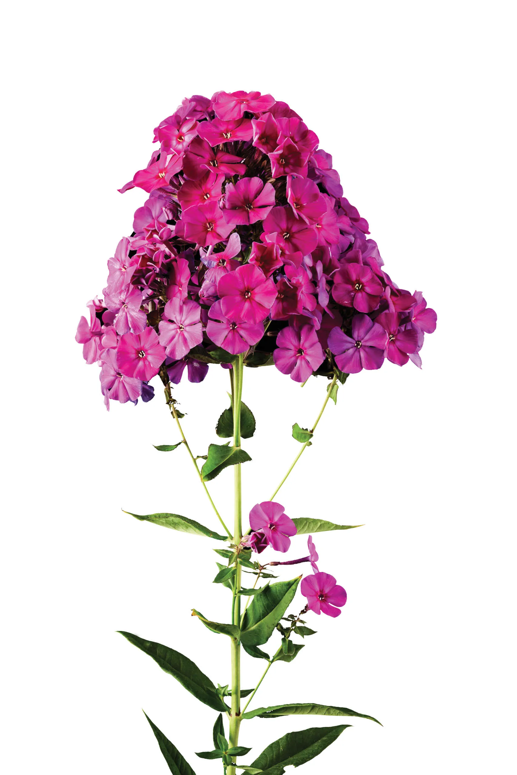 Magical®-Purple-IllusionZ-