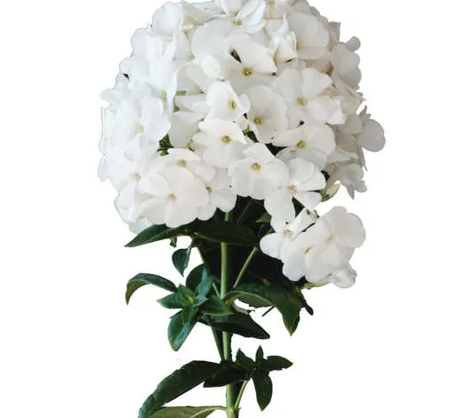 Magical® SnowdropZ
