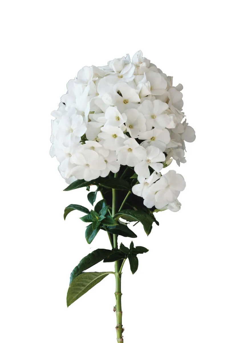 Magical® SnowdropZ
