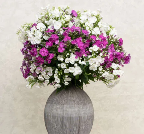 Magical® Pink TendernesZ