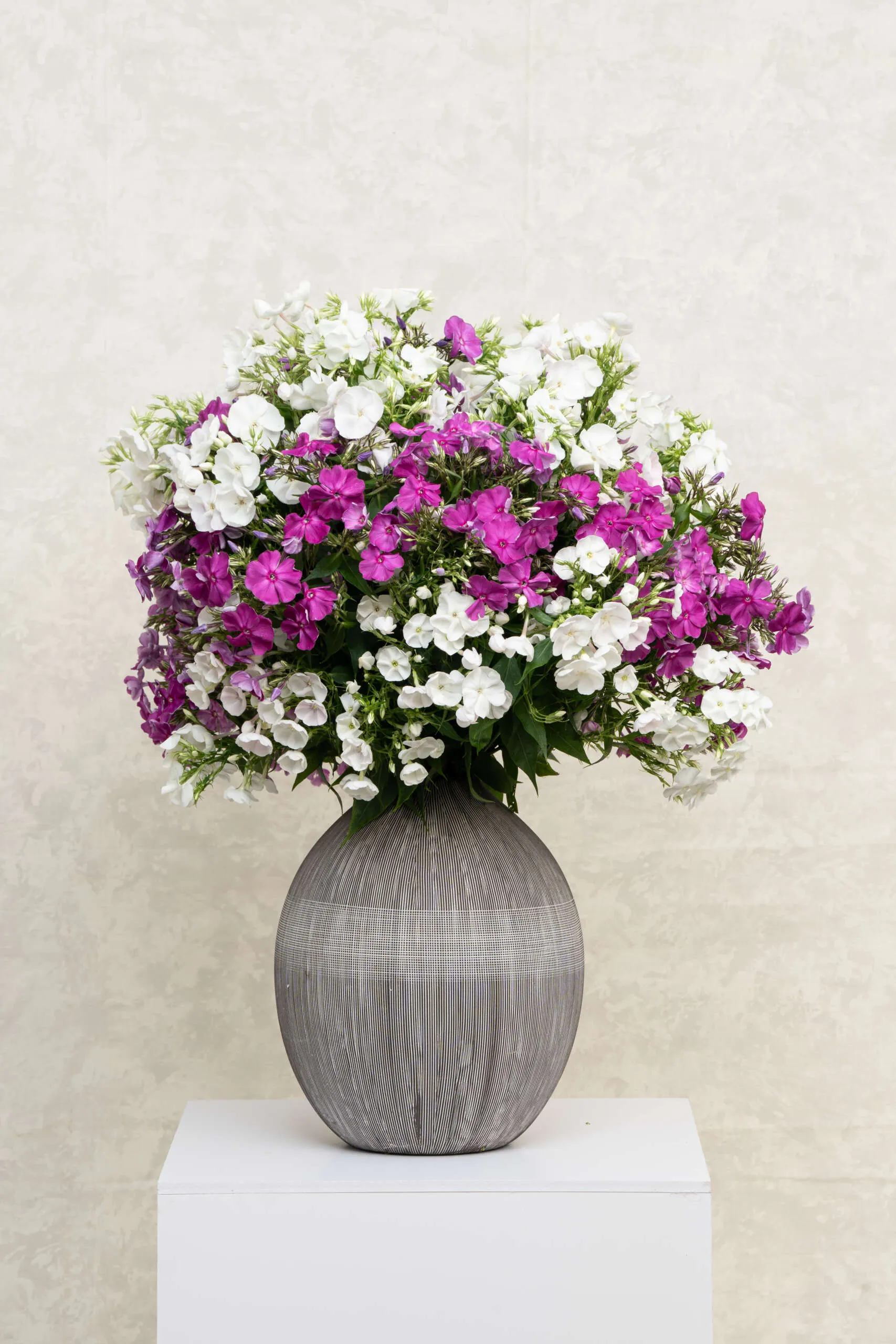 Magical® Pink TendernesZ - Danziger