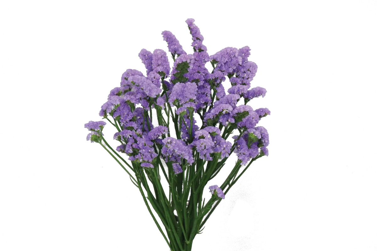 SUPERTA™ BLUE