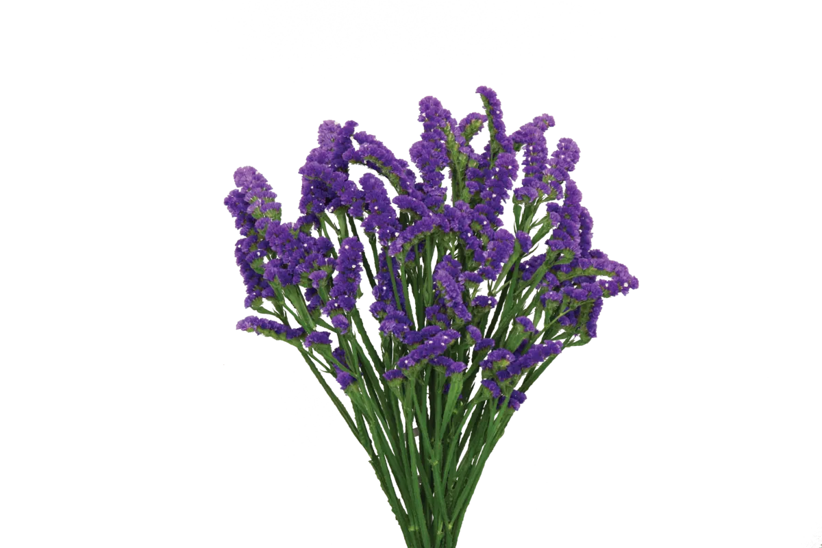 SUPERTA™ DARK BLUE