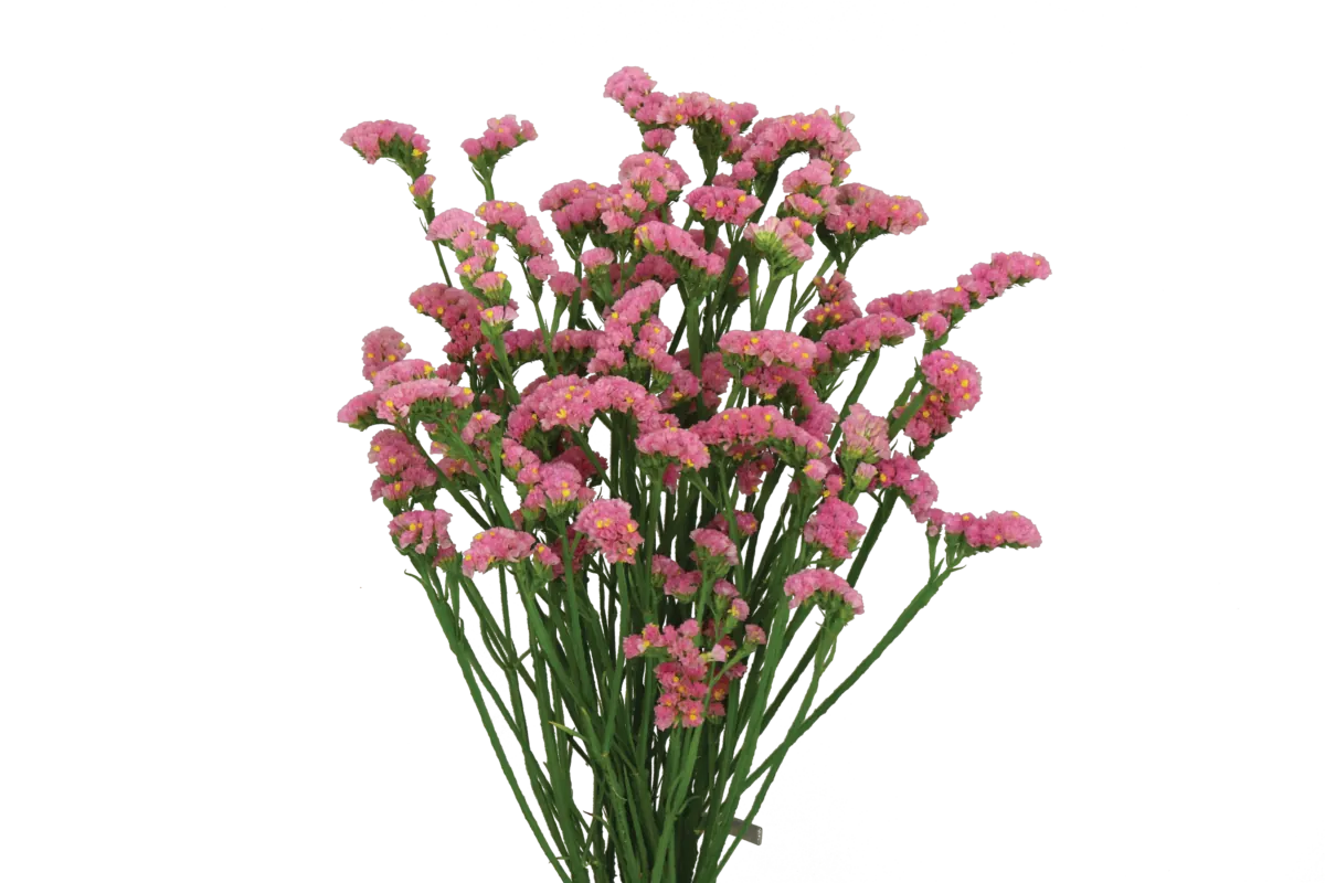 SUPERTA™ PINK