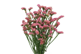 SUPERTA™ PINK