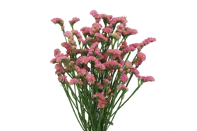 SUPERTA™ PINK