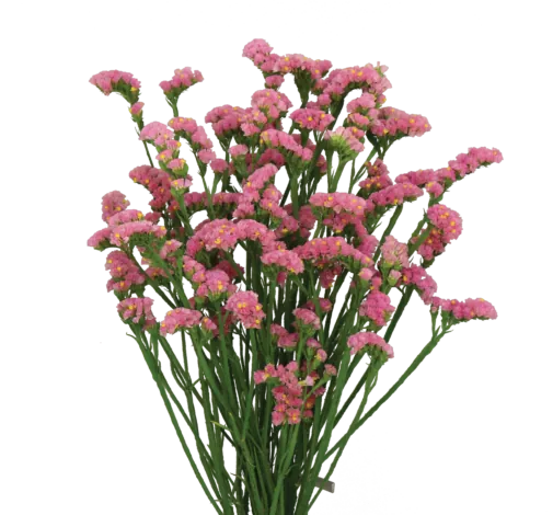 SUPERTA™ PINK