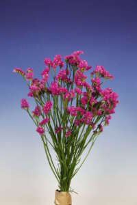 Superta™ Vermilion