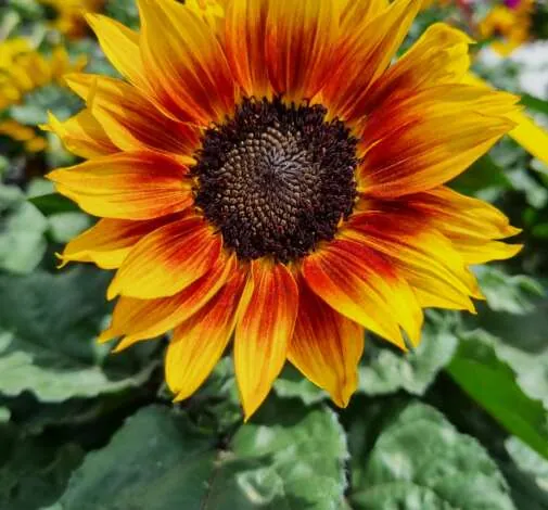 SOL SEEKER™ Bronze Burst