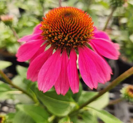 PANAMA™ Rose