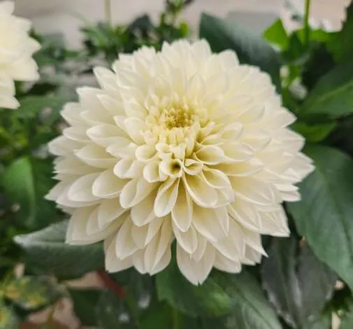 CHÉRIE™ White