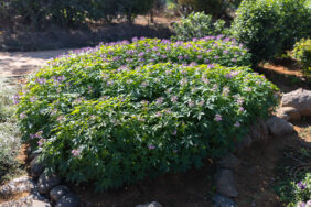 Clio™ Pink Lady Imp.