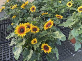 SOL SEEKER™ Golden Nectar