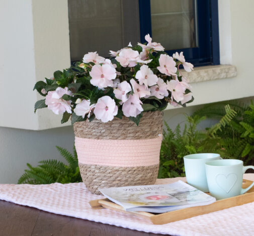 SOL LUNA PRIME™ Pearl