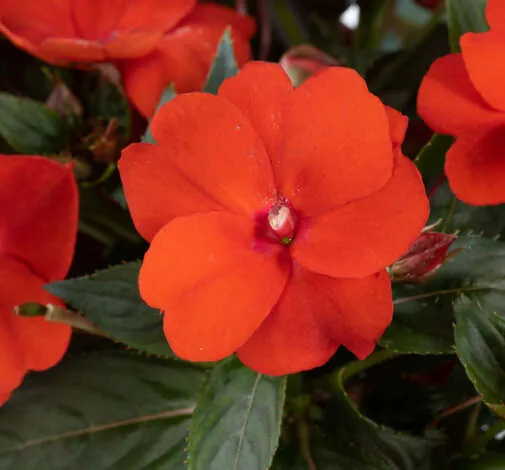 SOL LUNA™ Compact Orange