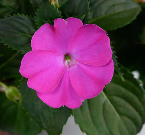 SOL LUNA PRIME™ Orchid