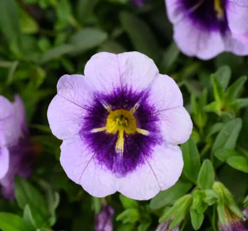 LIA™ Spark Lavender