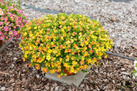 LIA™ Abstract Lemon Cherry