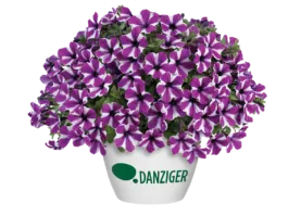 CAPELLA™ Magenta Diamond