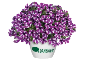 CAPELLA™ Magenta Diamond